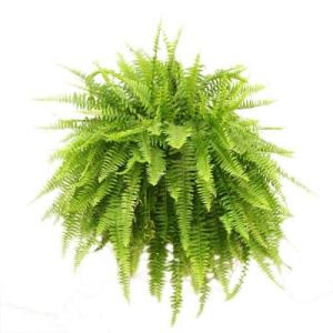 bostonfern