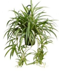 chlorophytum_comosum_spider_plant_