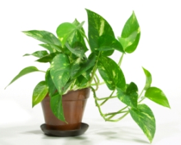 Epipremnum aureum 'golden pothos'