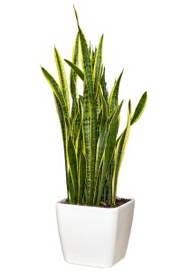 Sansevieriya Houseplant In A Large White Pot
